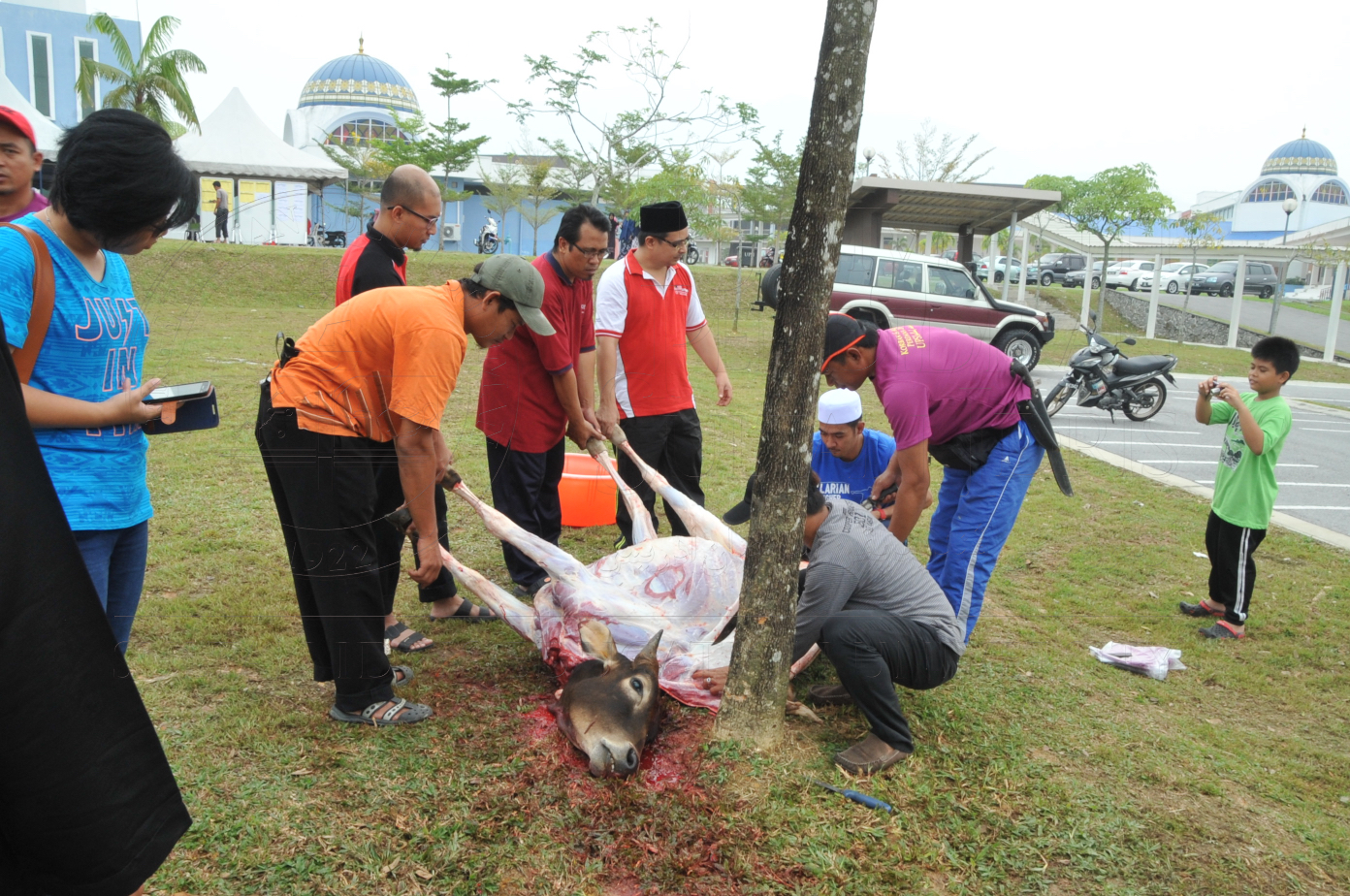 PRO15 150 KORBAN HAS 6856